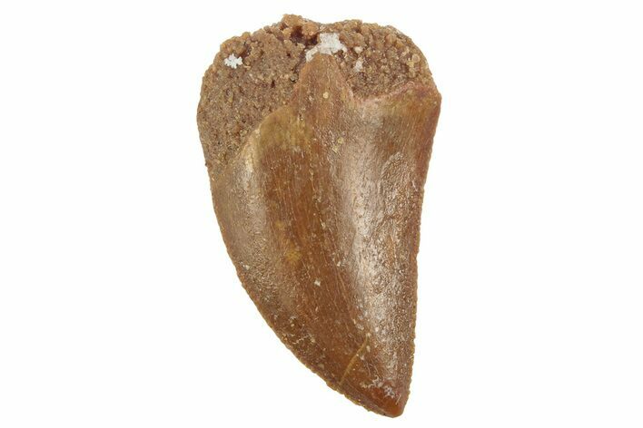 Serrated, Juvenile Carcharodontosaurus Tooth #249432